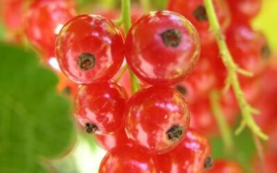 Cocktail of berries to kill E. coli