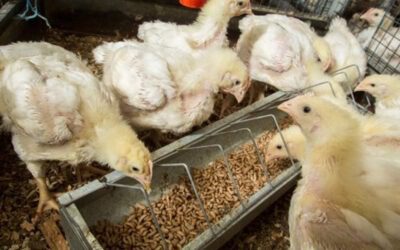 Impact of feeding larvae to piglets and broilers