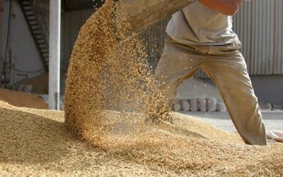 Global feed production again over 1 billion MT