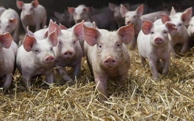 The six different roles of zinc in pigs