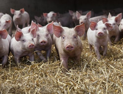 The six different roles of zinc in pigs
