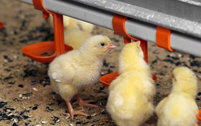 Factors affecting feed intake of chickens