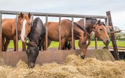 Development towards the concept of ideal protein nutrition for horses