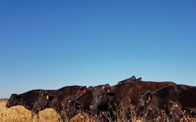 Guidelines to feed Wagyu cattle for optimal marbling – Dr Vlok Ferreira