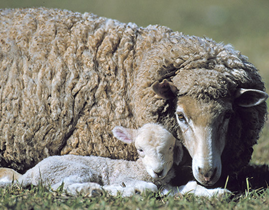 Merino lamb image download