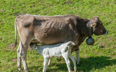 Guidelines to follow when rearing bulls from weaning until utilisation