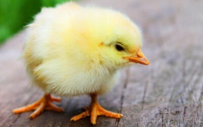 BROILER CHICKS | Part 1 | How To Prepare For Broiler Rearing