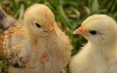 BROILER CHICKS | Part 3 | Unpacking the different feeds we offer