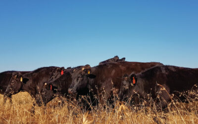 How improving cow productivity reduces environmental impact