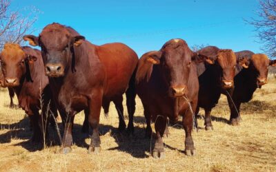 How the age at which a cow reaches maturity influences productivity