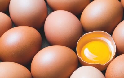 The myth of egg yolk colour — does feed and diet influence colour?