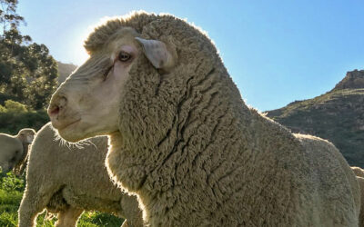 Get insight into the terminology used in the sheep industry!