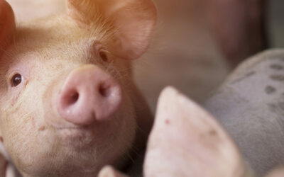 Need insight into the pig industry? We’ve set out key terminology! (Part 2)