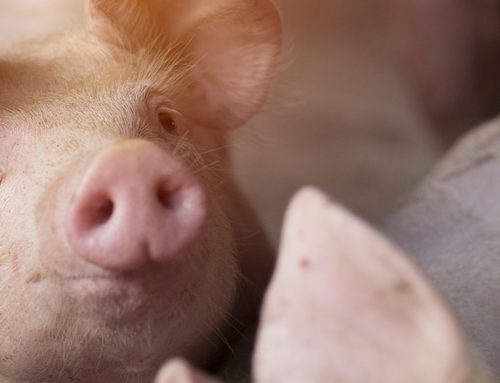 Need insight into the pig industry? We’ve set out key terminology! (Part 2)