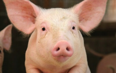 Need insight into the pig industry?