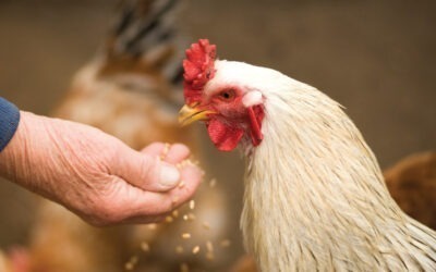 Everything you should know about terminology in the chicken industry