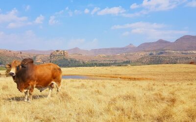 Sharpen up your knowledge with these Cattle Industry Terms!