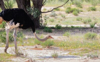 Don’t get caught with your head in the sand! Learn more about Ostriches here!