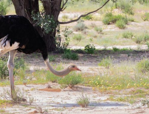 Don’t get caught with your head in the sand! Learn more about Ostriches here!