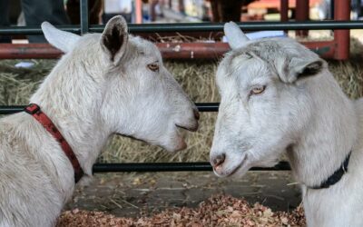 Want to know the differences between sheep and goats? We’ve “goat” “ewe” covered!