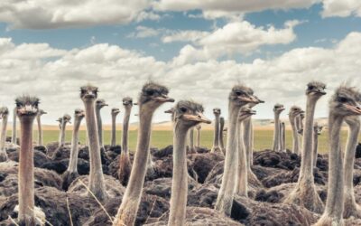 Five reasons you should be farming with ostriches — Courtesy of Epol