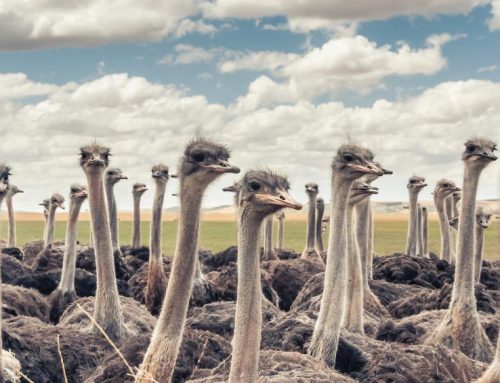 Five reasons you should be farming with ostriches — Courtesy of Epol
