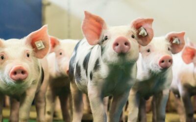 We don’t want to “boar” you, so here are the different pig breeds in SA