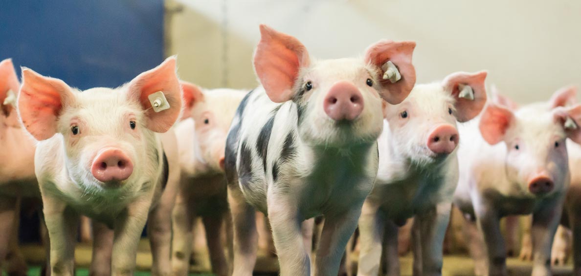 We Don t Want To boar You So Here Are The Different Pig Breeds In SA 