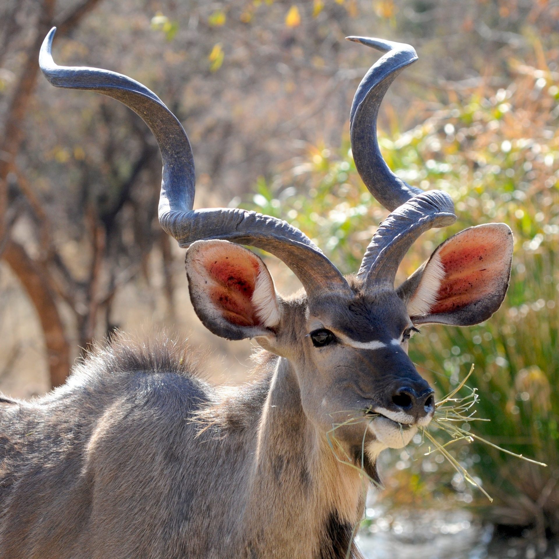 animal antelope kudu 33584 scaled