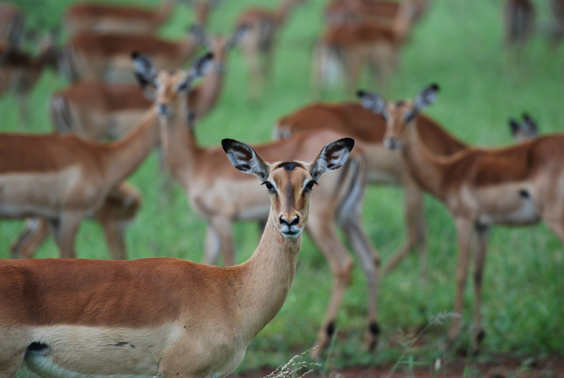 animals antelope blur 631228 scaled