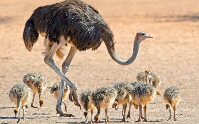 Breeding Habits of Ostriches