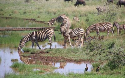 Importance of water for livestock