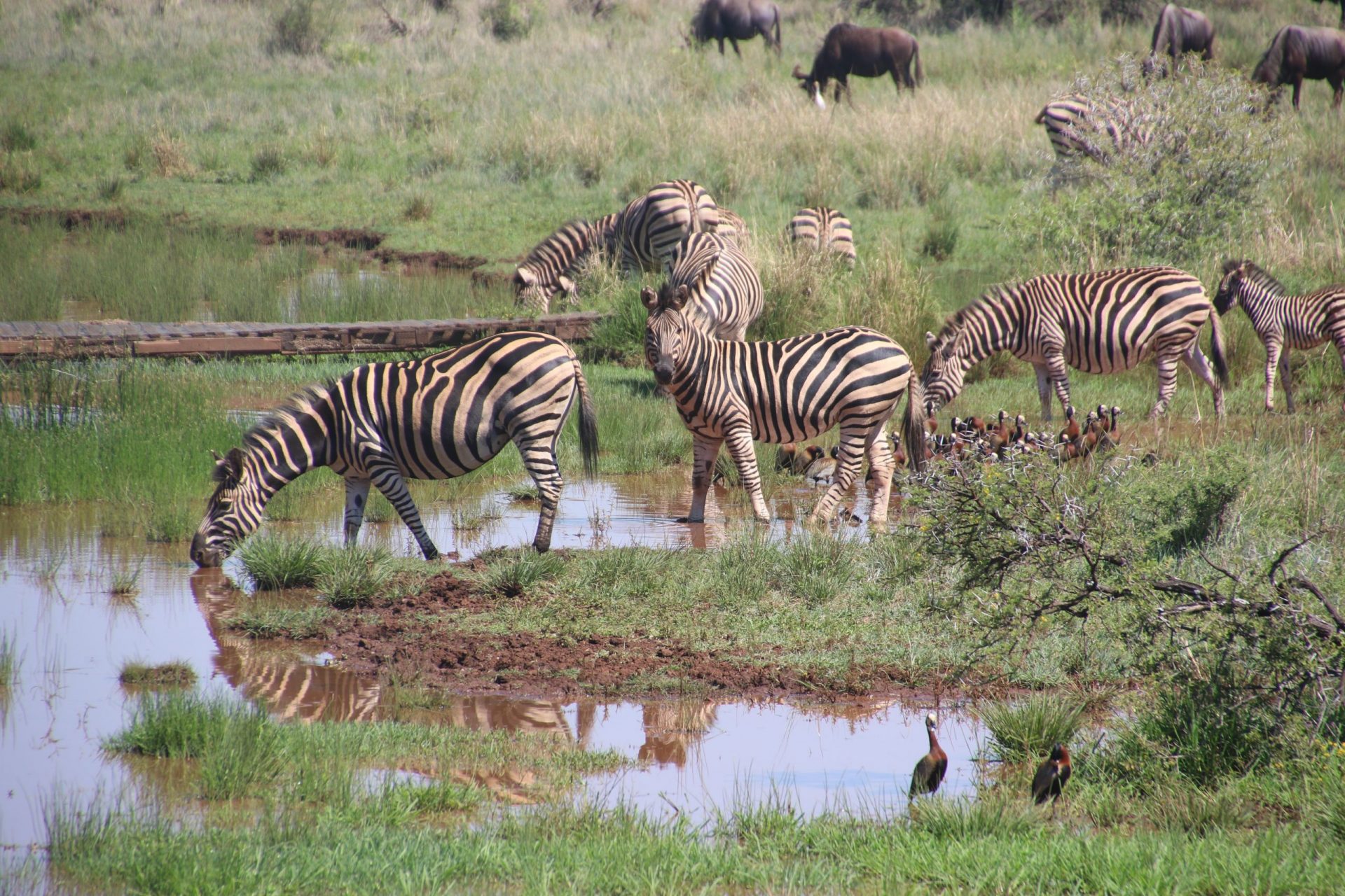 animals bush conservation 789628 scaled