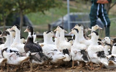 Take a quack at duck farming, here are the benefits