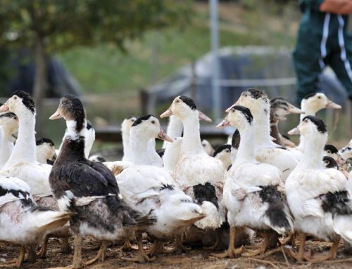 Take a quack at duck farming, here are the benefits