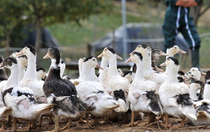Epol Duck Farming