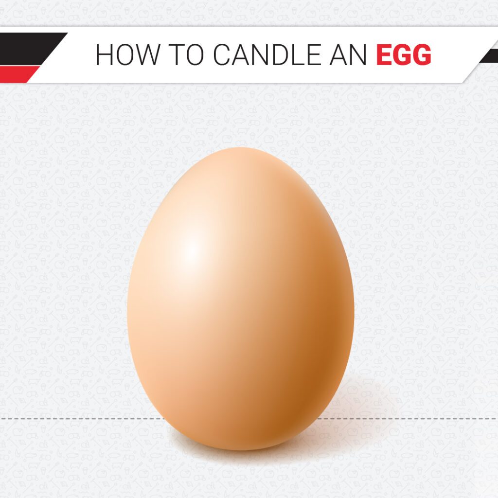 How to candle an egg Epol