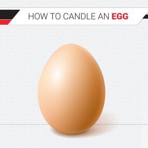 Epol How to Candle an egg 1