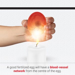 Epol How to Candle an egg 4