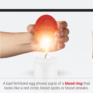 Epol How to Candle an egg 5