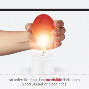 Epol How to Candle an egg 6