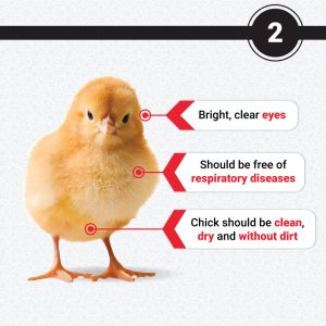Epol Chick Quality Scoring 2