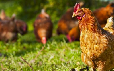 What you should know about broilers and layers