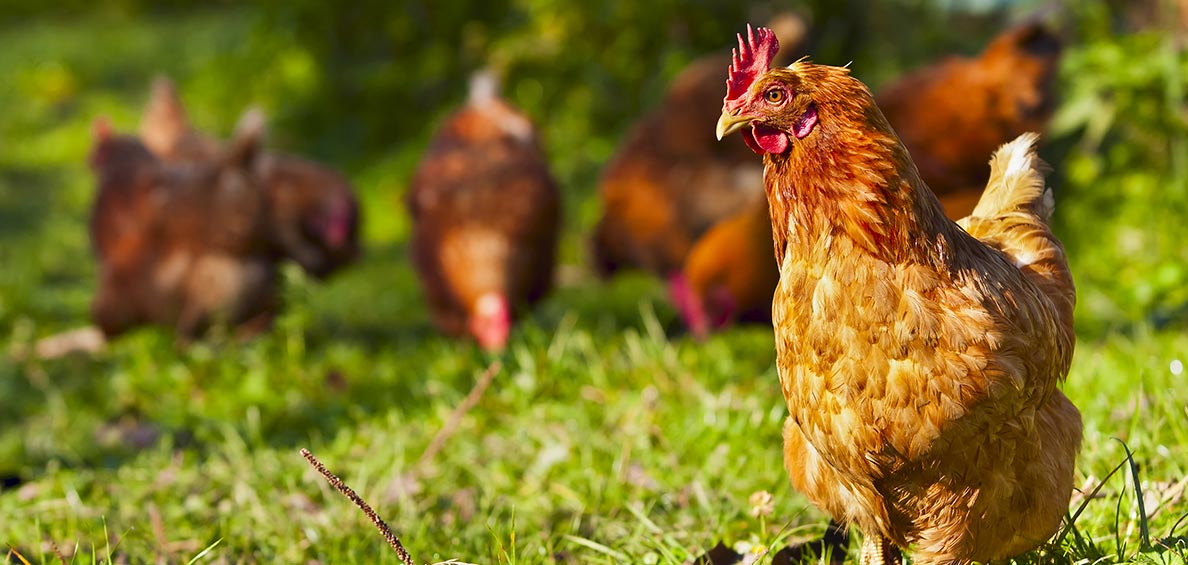 Differences Between Broiler And Layer In Poultry