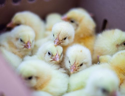 Poultry vaccinations: Here’s what you need to know
