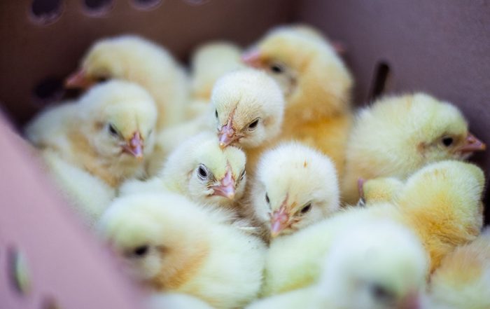 chick vaccination