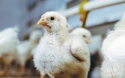 Warning signs of infectious diseases in poultry