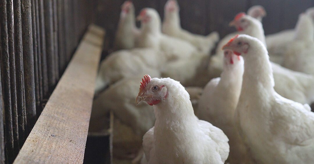 Solving common problems in your broiler house