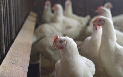 Solving common problems in your broiler house