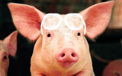 Pig Farming: Back to the Future